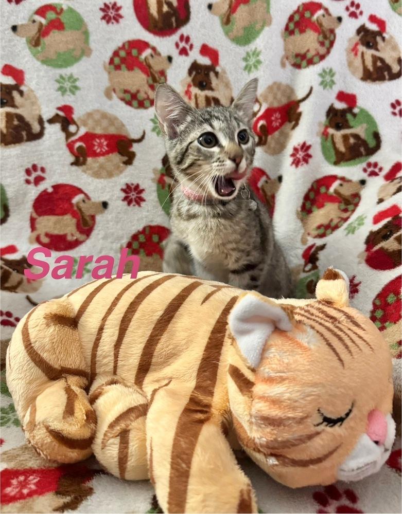 Enlarge Sarah, a Adoptable Tabby in Deltona, FL image 3/3