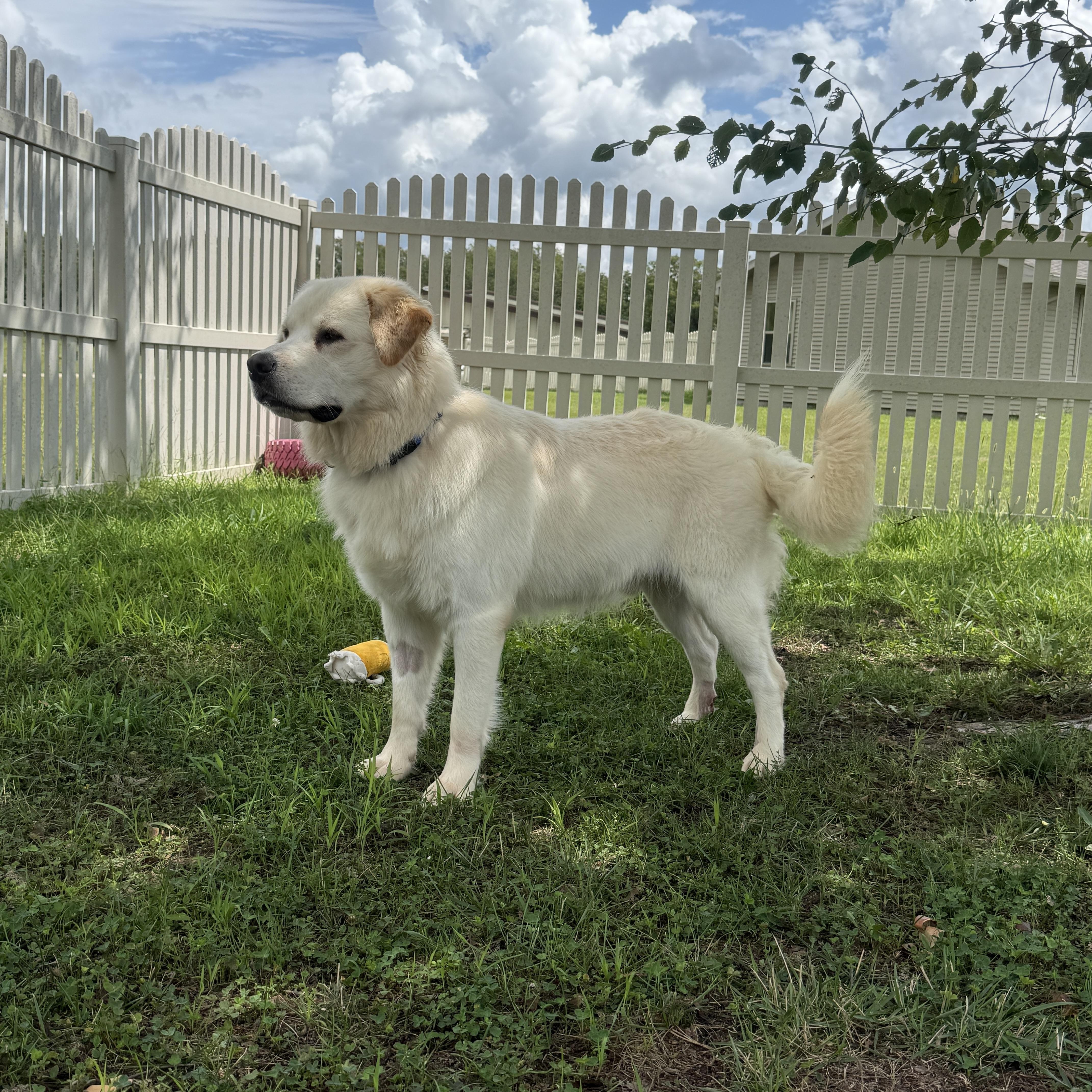 Enlarge Cannoli, a Adopted Great Pyrenees in Auburn, NE image 5/6