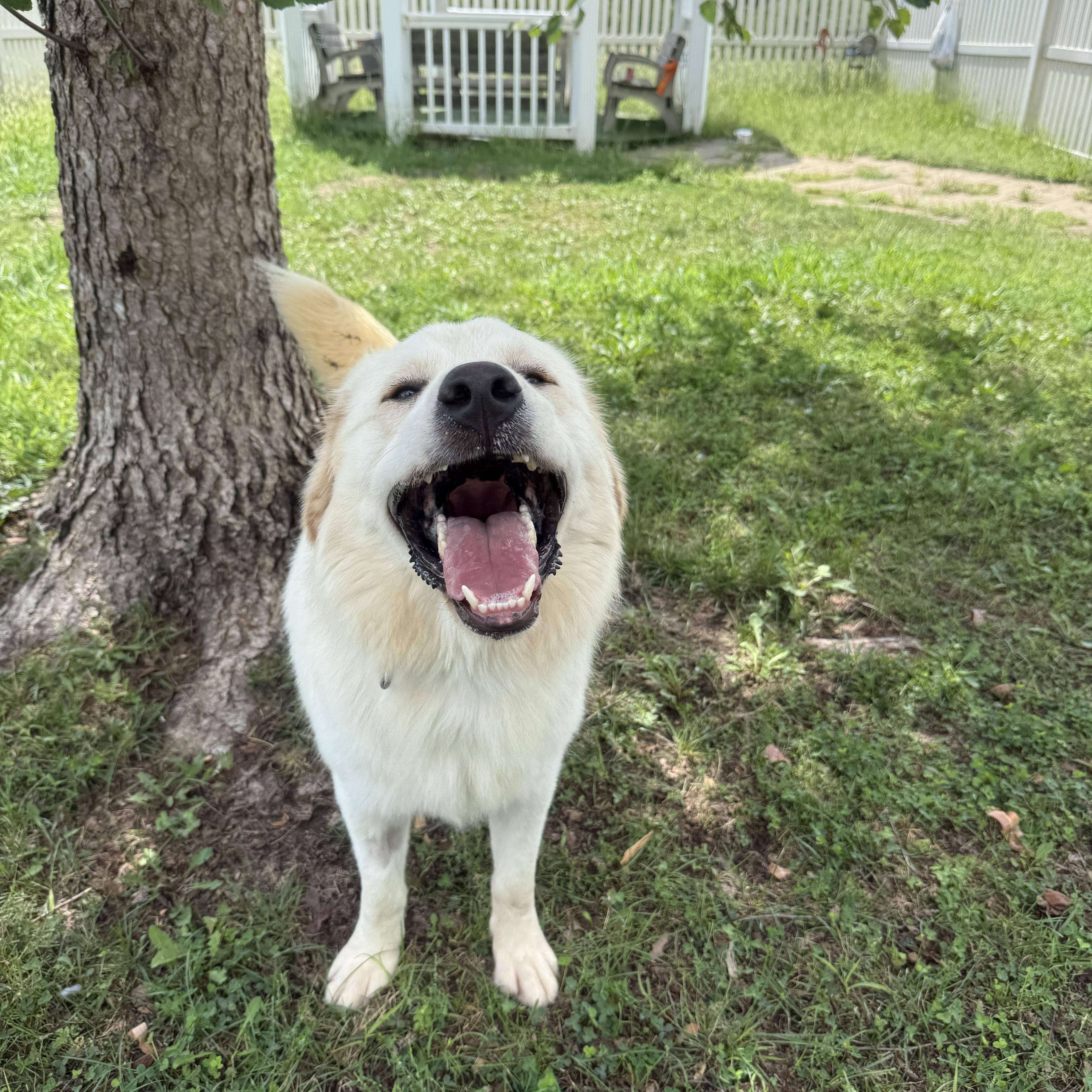 Enlarge Cannoli, a Adopted Great Pyrenees in Auburn, NE image 2/6