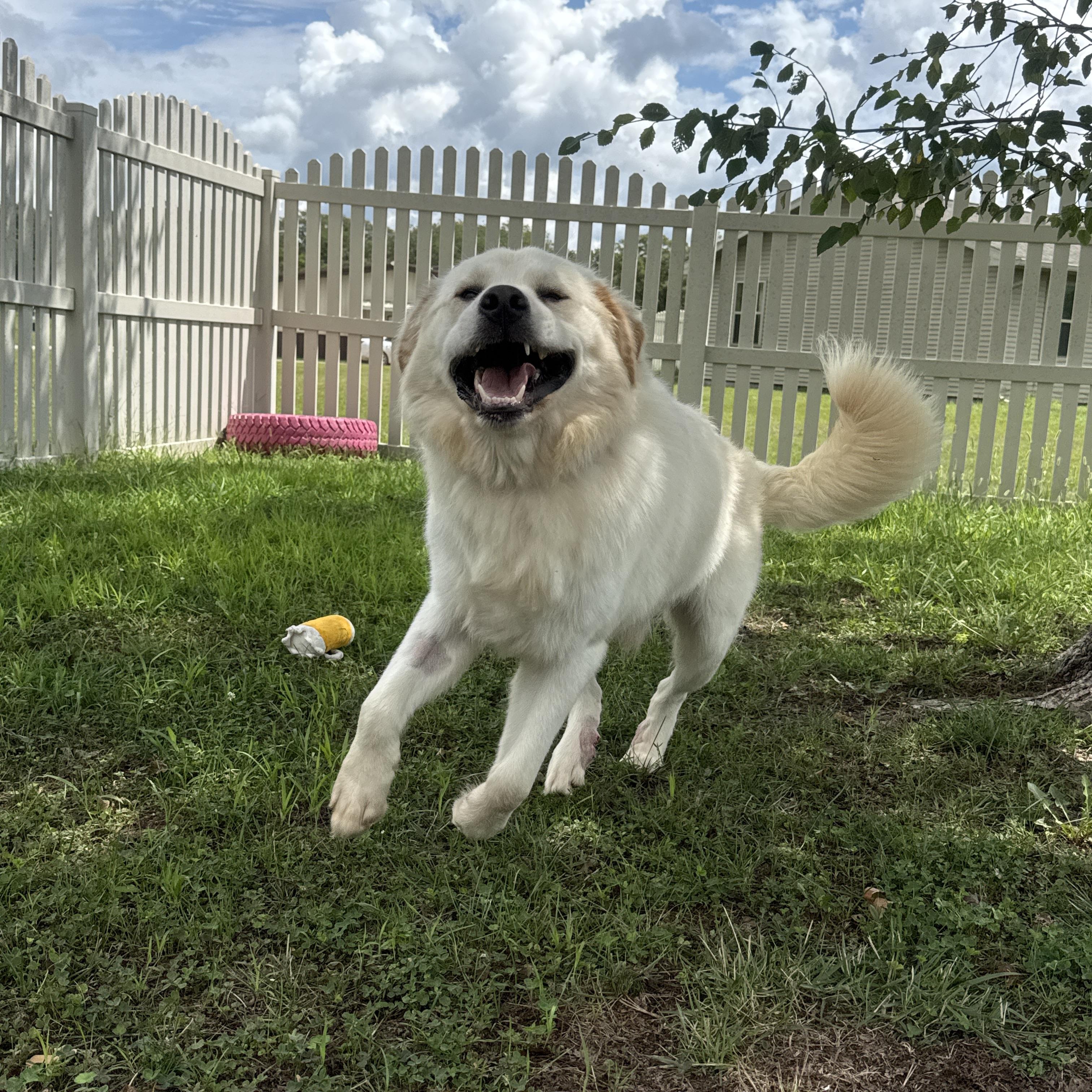 Enlarge Cannoli, a Adopted Great Pyrenees in Auburn, NE image 6/6