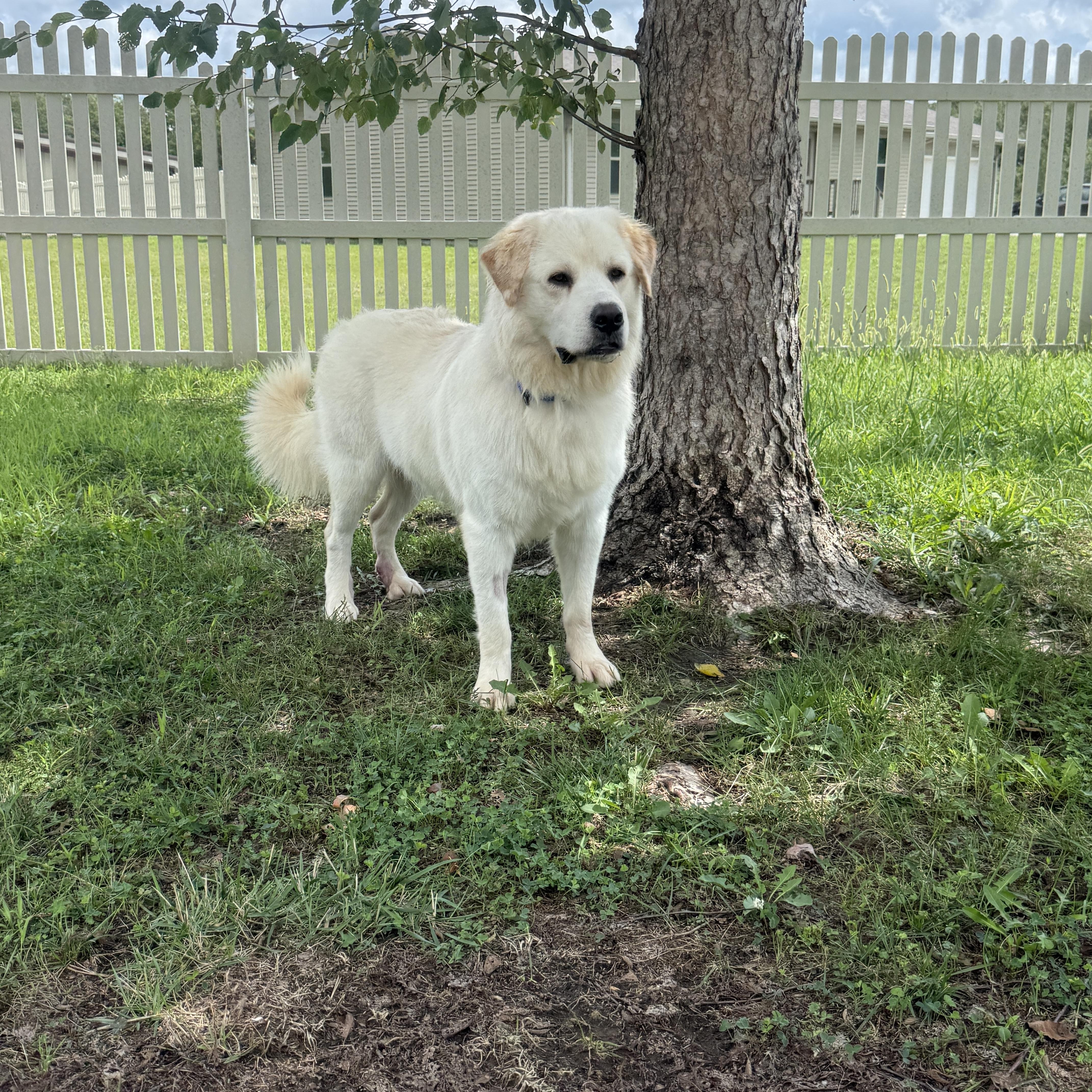Enlarge Cannoli, a Adopted Great Pyrenees in Auburn, NE image 4/6