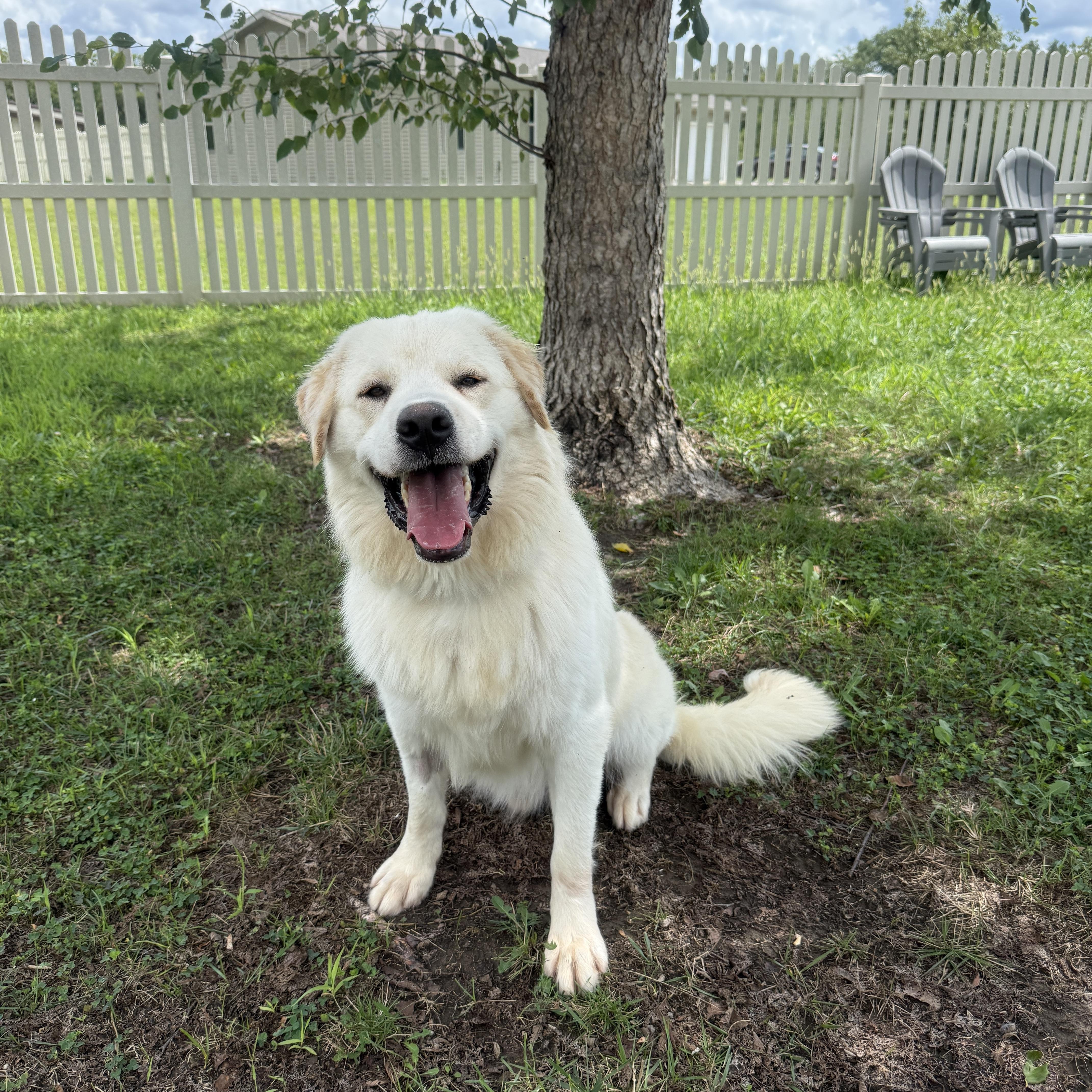 Enlarge Cannoli, a Adopted Great Pyrenees in Auburn, NE image 3/6
