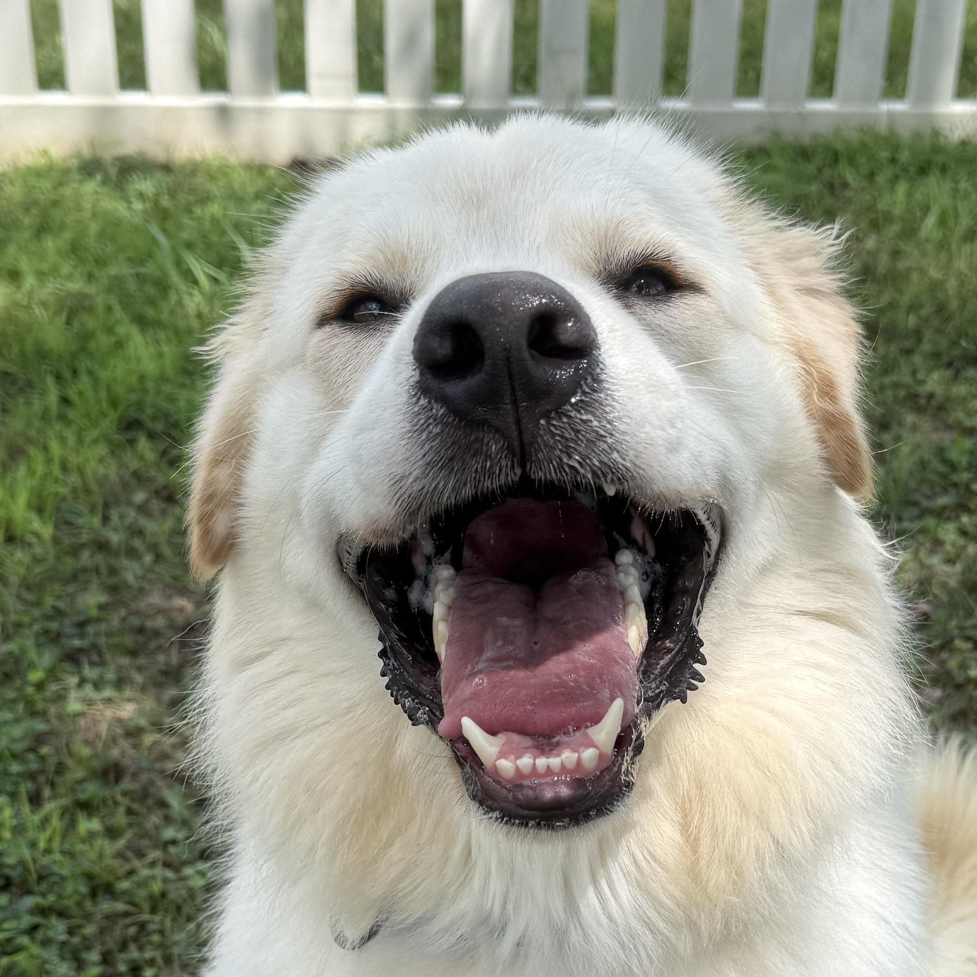 Enlarge Cannoli, a Adopted Great Pyrenees in Auburn, NE image 1/6