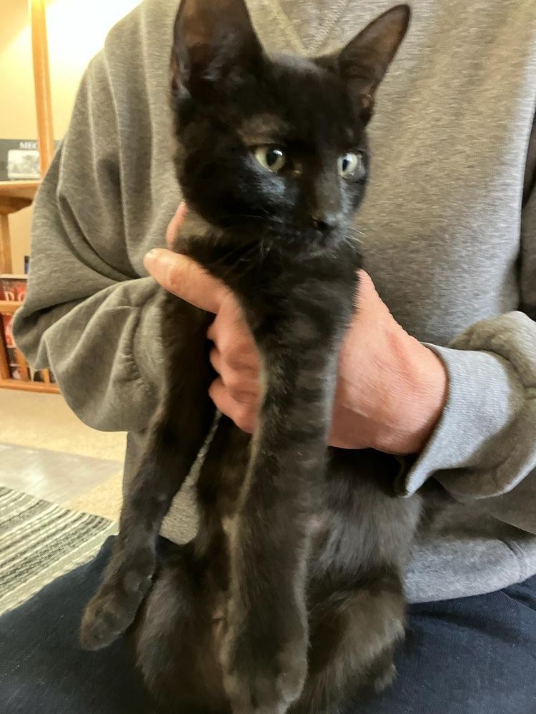 Enlarge Buddy Kathy, a Adoptable mixed breed in Vancouver, WA image 1/2