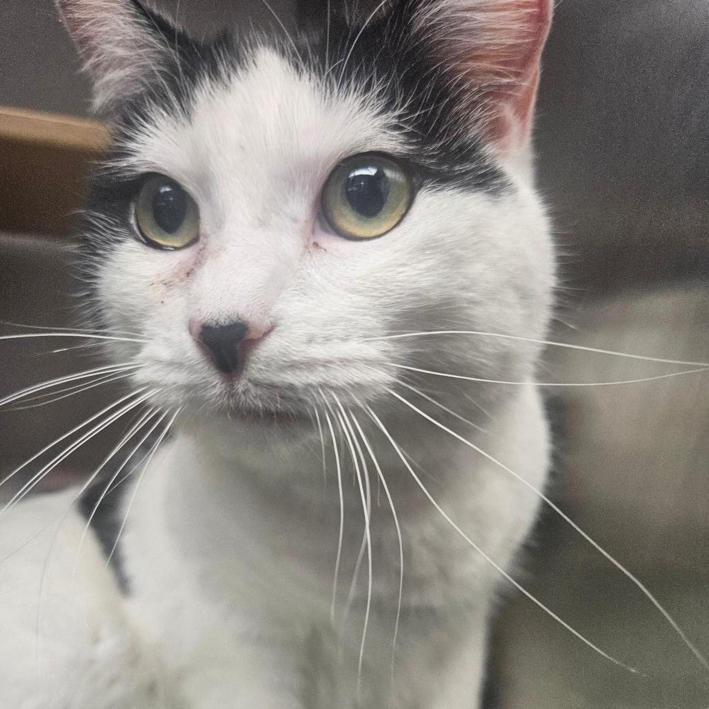 Nina, Adoptable, Adult Female Domestic Short Hair.