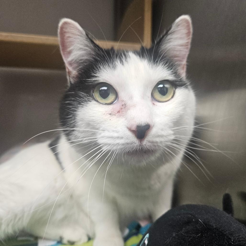 Enlarge Nina, a Adoptable Domestic Short Hair in Grantsville, UT image 2/2