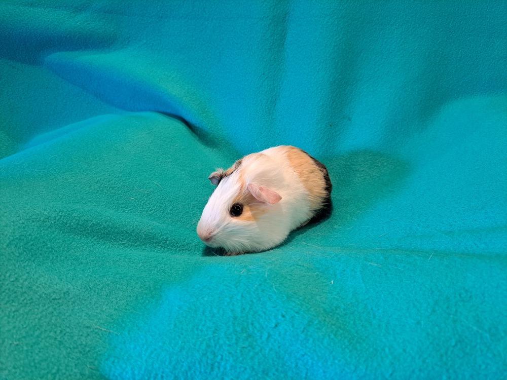 Bazooka and Bit O Honey, Adoptable, Baby Male Guinea Pig & Guinea Pig.