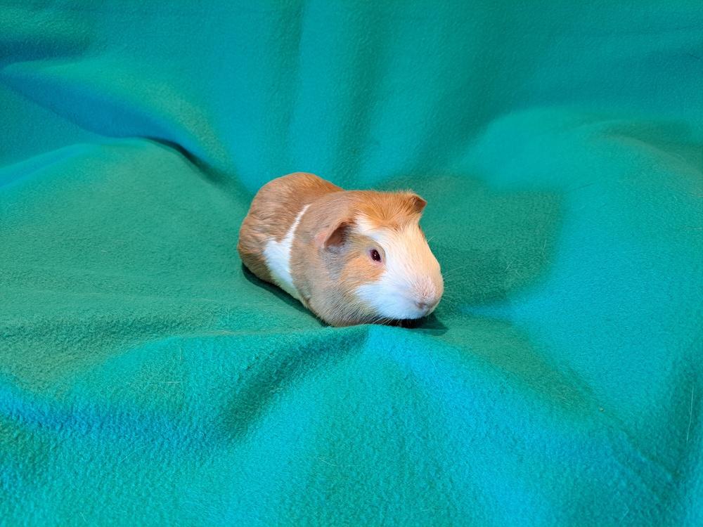 Bazooka and Bit O Honey, a Adoptable mixed breed in South Bend, IN image 2/5