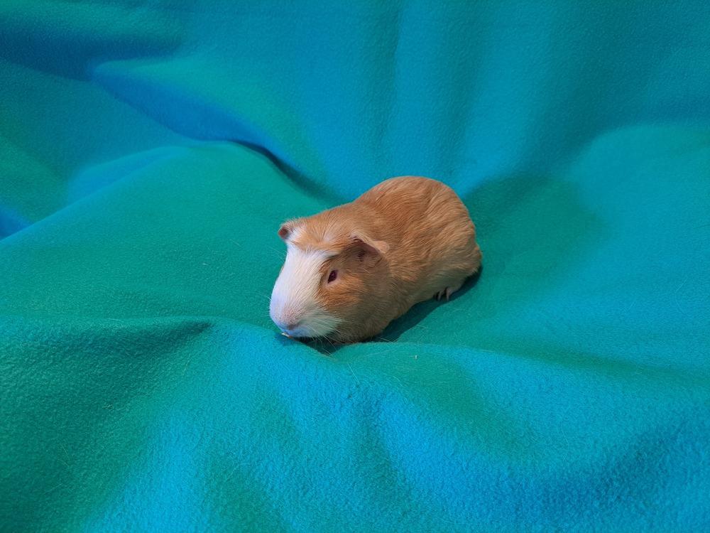 Bazooka and Bit O Honey, a Adoptable mixed breed in South Bend, IN image 3/5