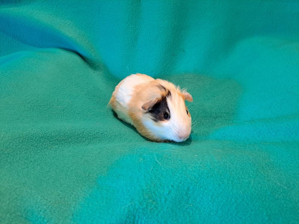 Bazooka and Bit O Honey, a Adoptable mixed breed in South Bend, IN image 4/5