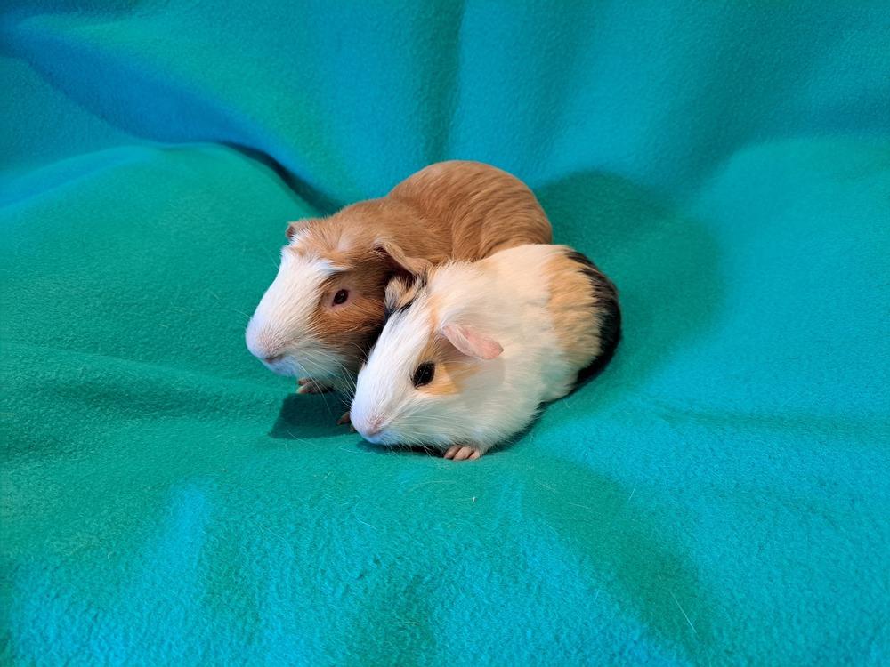 Bazooka and Bit O Honey, a Adoptable mixed breed in South Bend, IN image 5/5