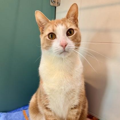 Duck (in foster), ADOPTABLE, Adult Male Domestic Short Hair.