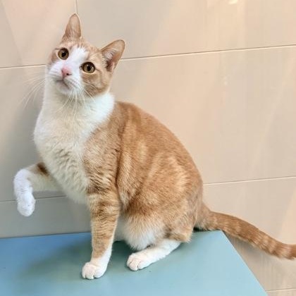 Duck (in foster), a ADOPTABLE Domestic Short Hair in Santa Cruz, CA image 3/4