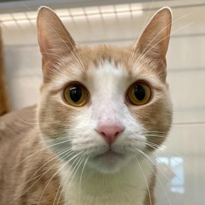 Duck (in foster), a ADOPTABLE Domestic Short Hair in Santa Cruz, CA image 4/4