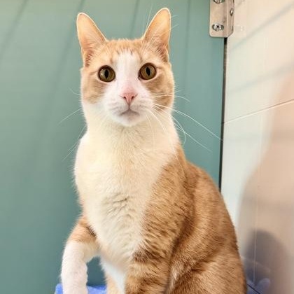 Duck (in foster), a ADOPTABLE Domestic Short Hair in Santa Cruz, CA image 2/4