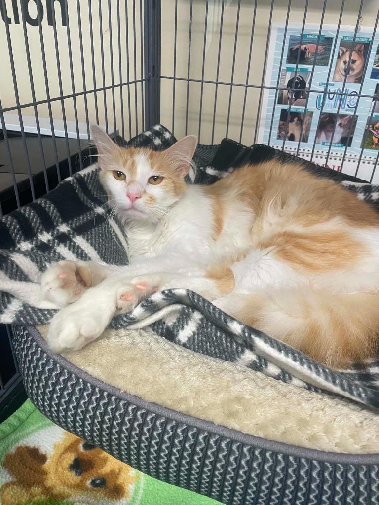 Bailey, Adoptable, Young Male Domestic Long Hair.