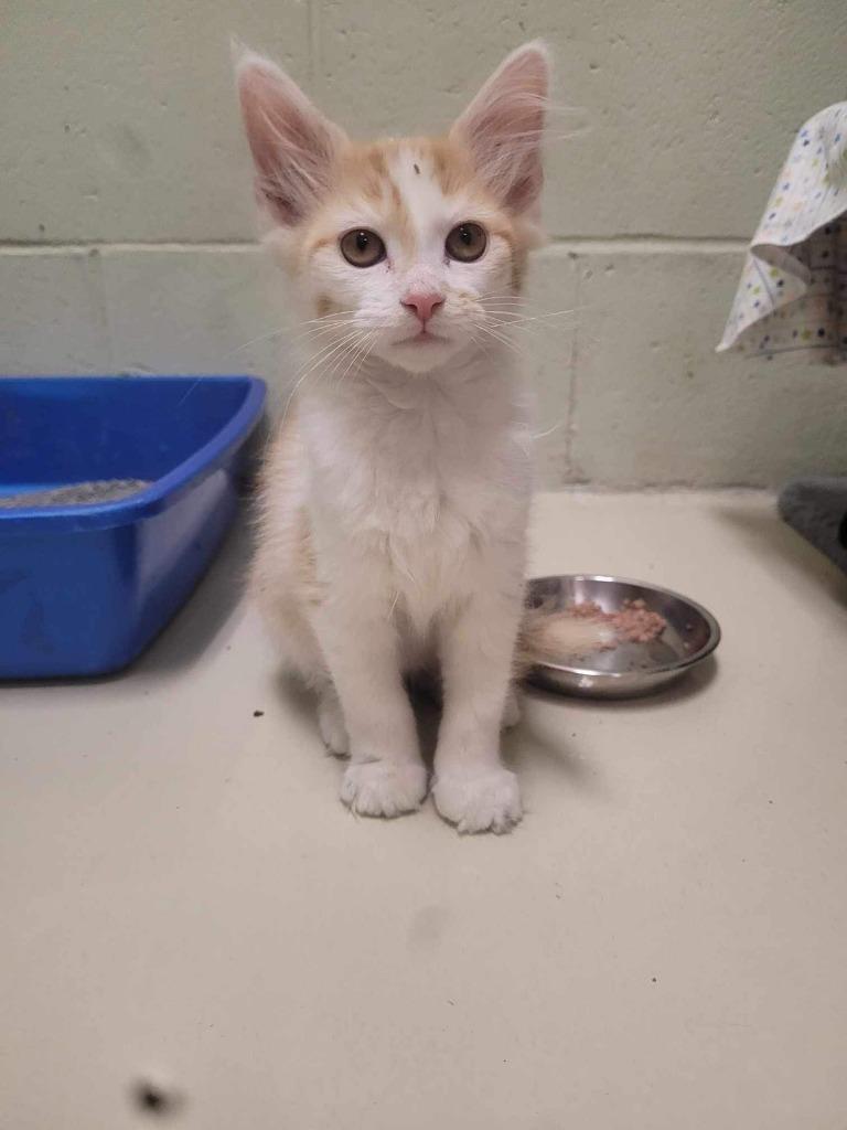 Bailey, a Adoptable mixed breed in Hamilton, OH image 2/3