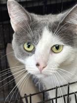 Serenity, ADOPTABLE, Adult Female Domestic Short Hair.