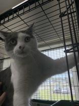 Serenity, a ADOPTABLE Domestic Short Hair in Potsdam, NY image 2/2