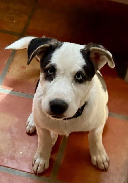 Azul, Adopted, Puppy Male Cattle Dog & Husky.