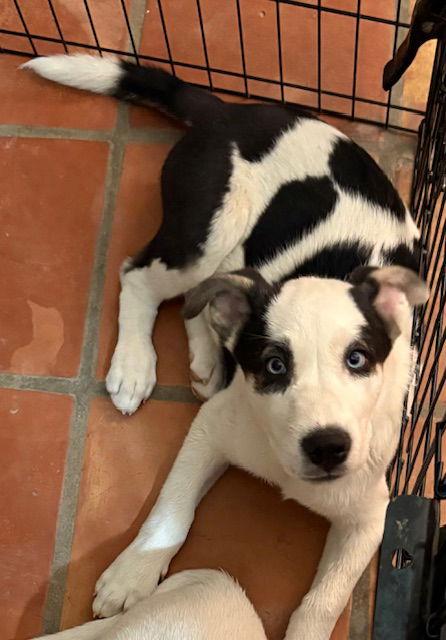 Enlarge Azul, a Adopted mixed breed in Mesa, AZ image 2/3