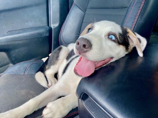 Enlarge Azul, a Adopted mixed breed in Mesa, AZ image 3/3