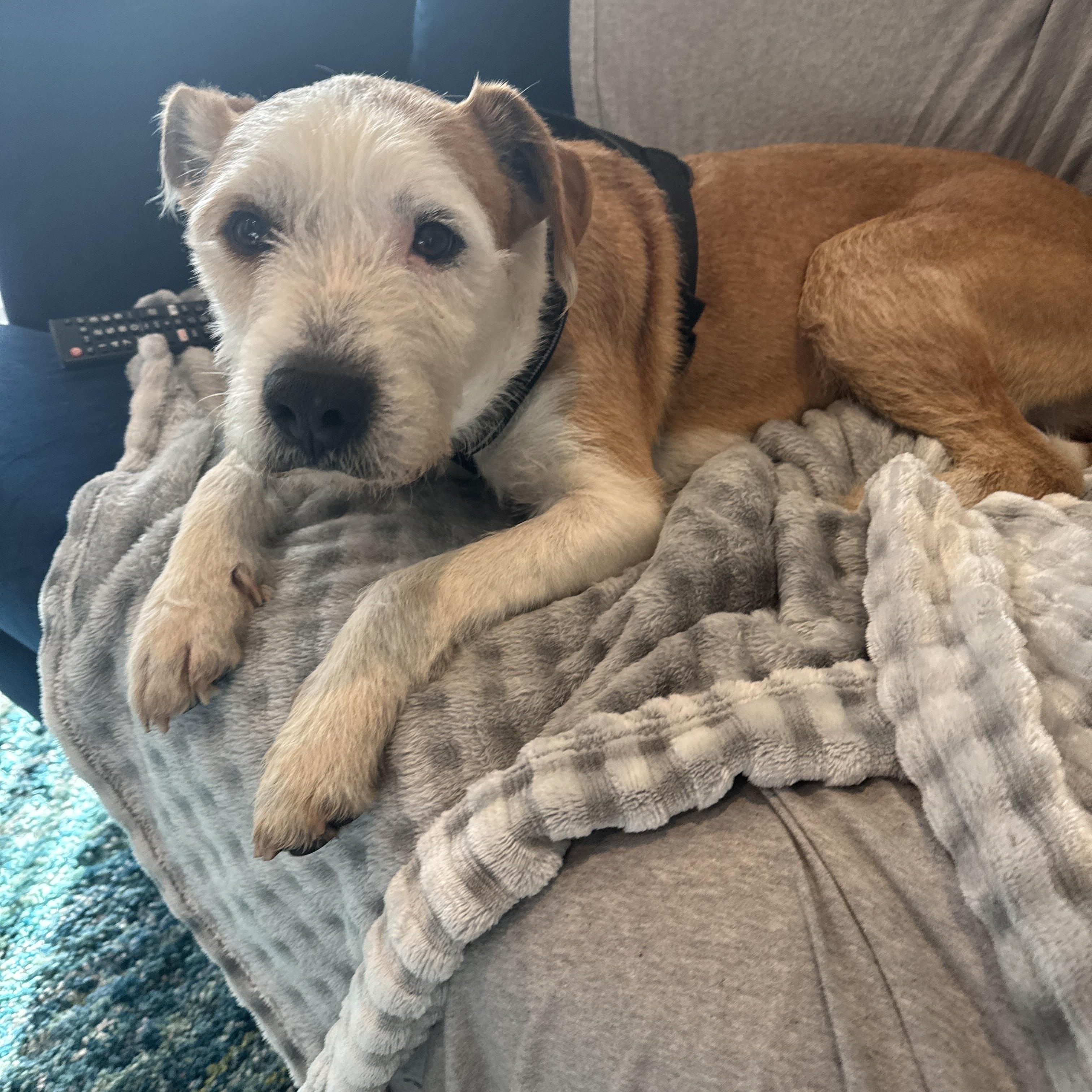 Enlarge Ruppy, a ADOPTABLE mixed breed in Reseda, CA image 2/2