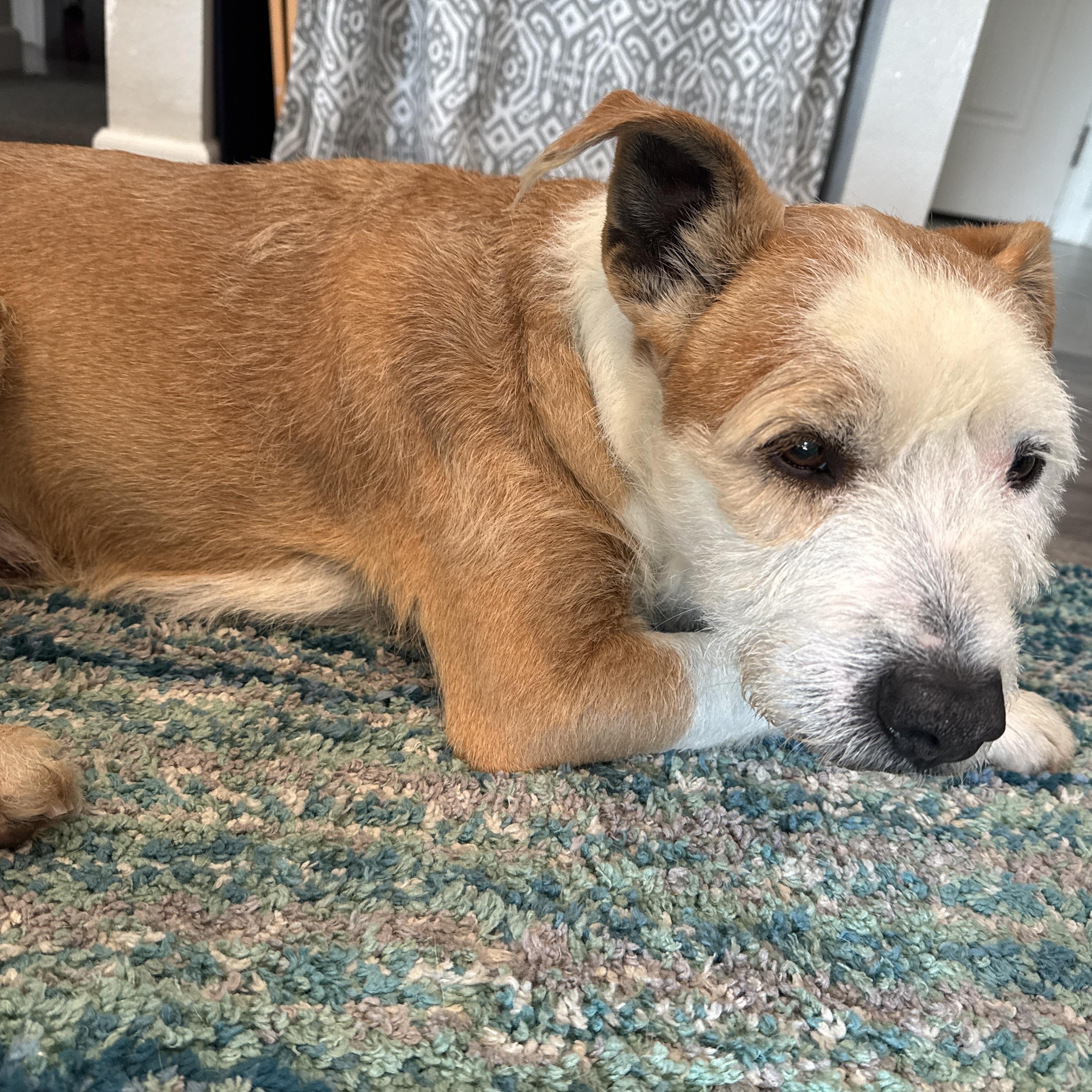 Ruppy, ADOPTABLE, Adult Male Terrier.