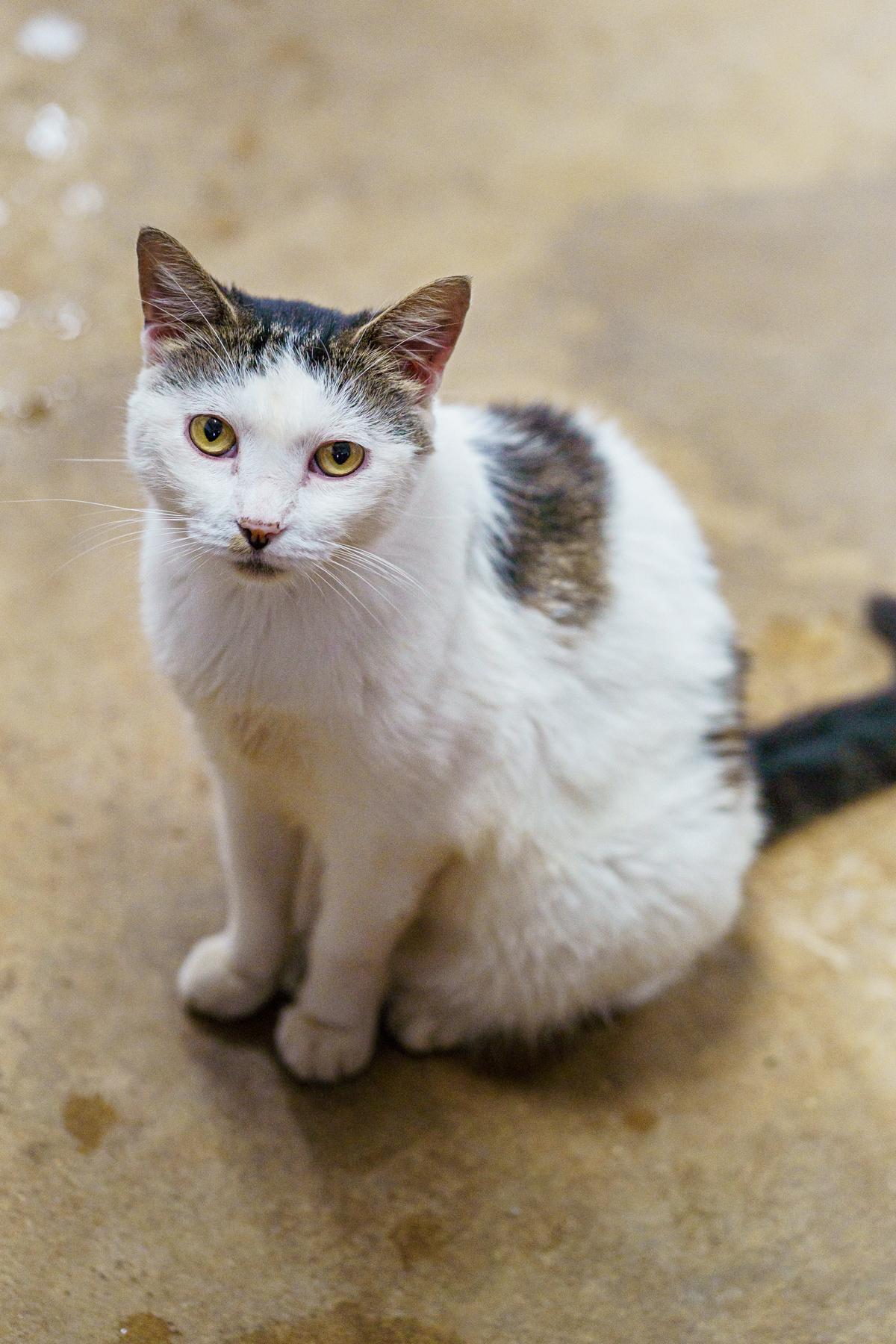 Enlarge Suzy Q, a Adoptable American Shorthair in Marble Falls, TX image 1/1