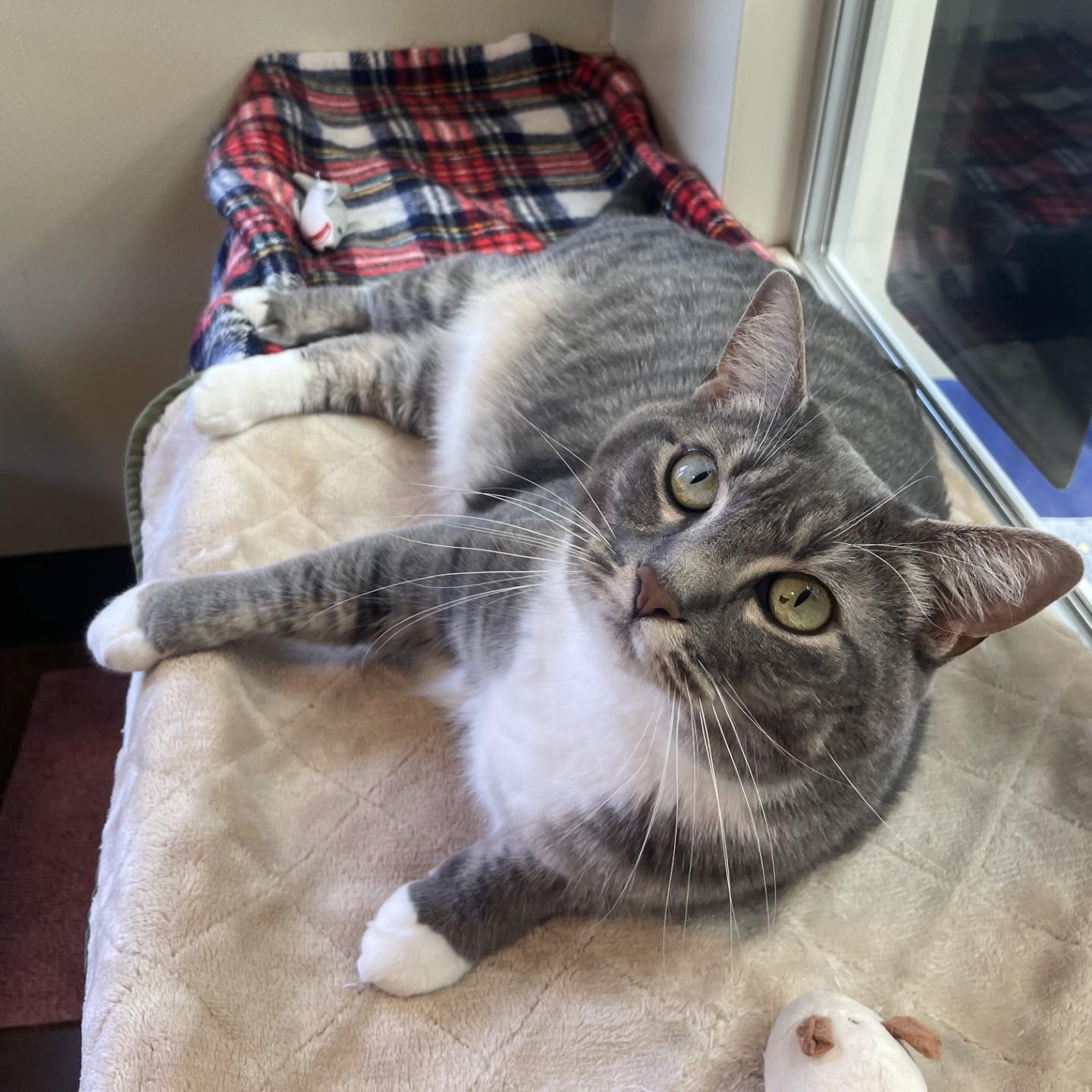 Yody, Adoptable, Adult Female Domestic Short Hair.