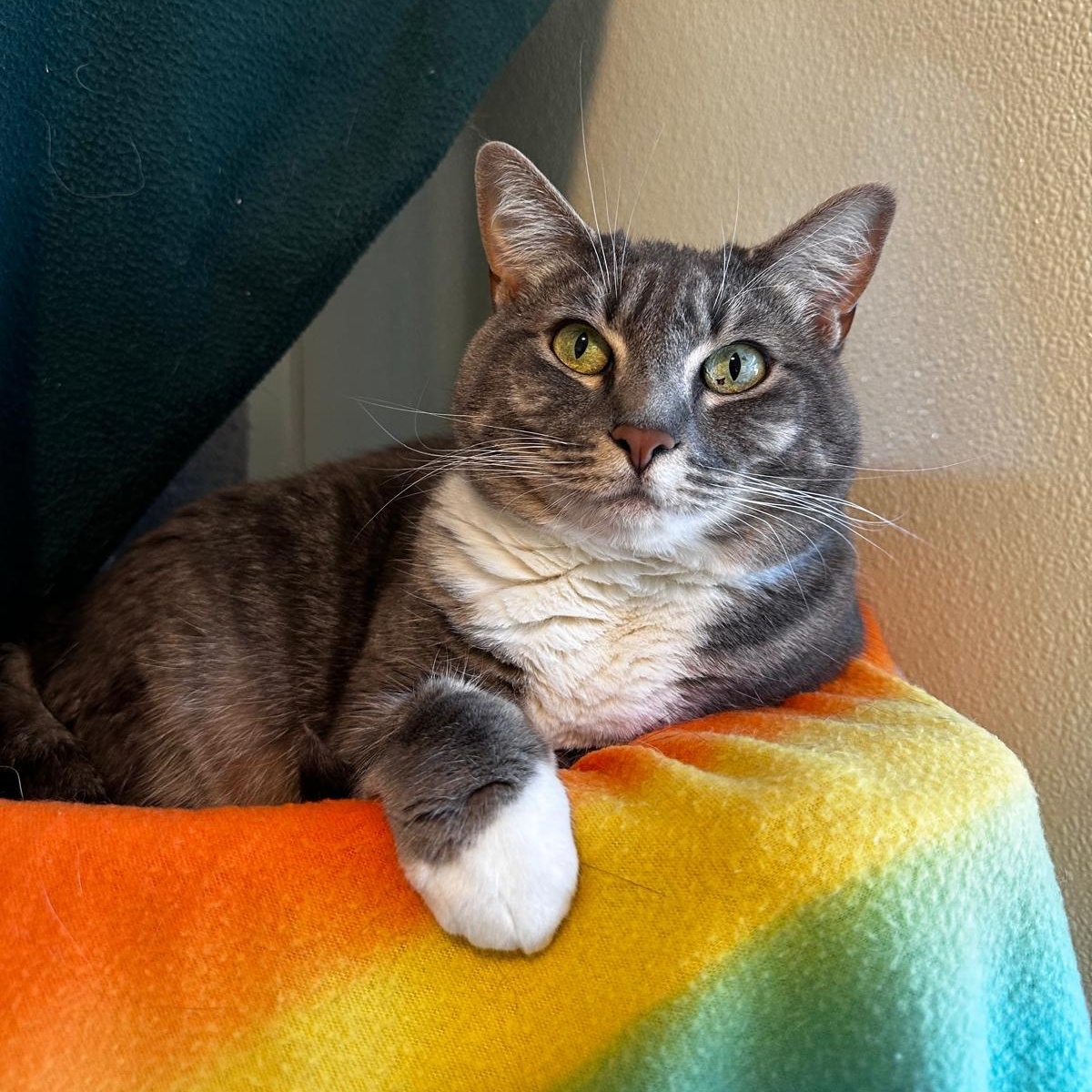 Enlarge Yody, a Adoptable Domestic Short Hair in Friday Harbor, WA image 2/3