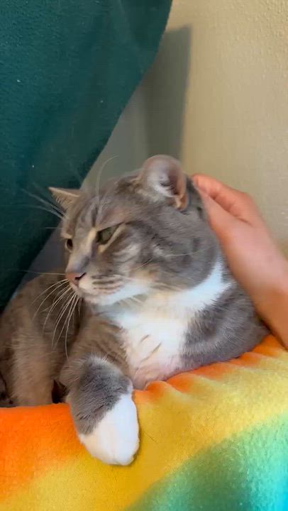 Enlarge Yody, a Adoptable Domestic Short Hair in Friday Harbor, WA video 3/3