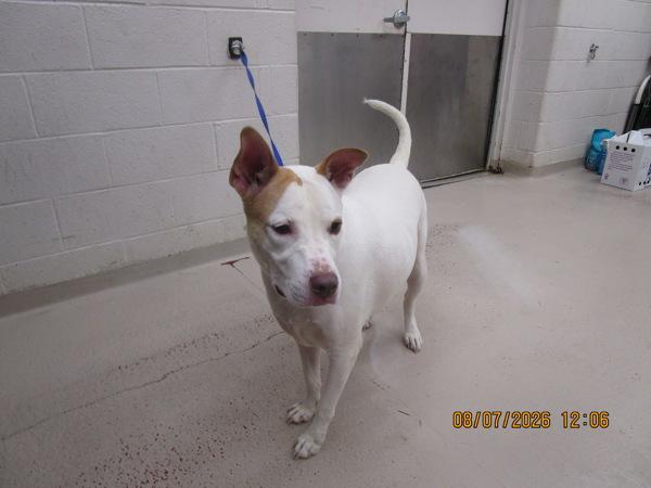 Ace(25), Adoptable, Young Male Hound.