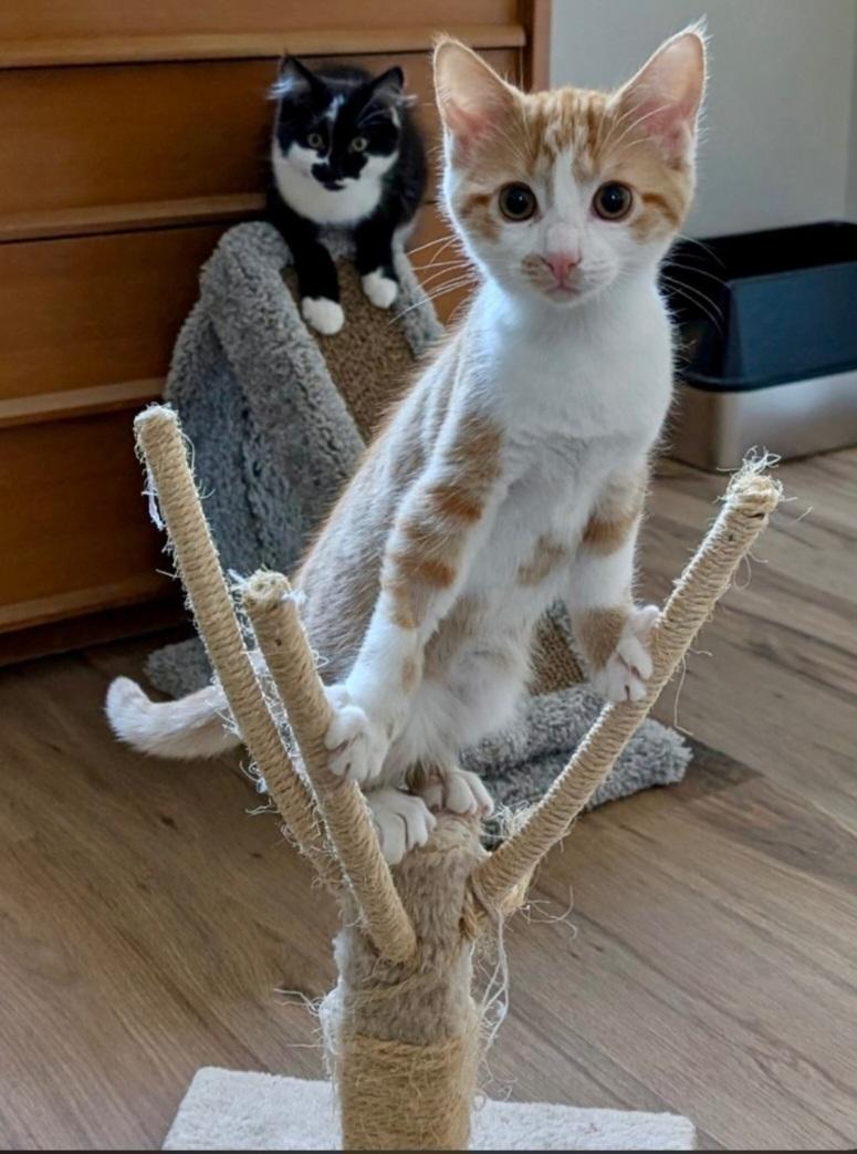 Enlarge Snickers & Junior Mint, a Adoptable Tabby in Brighton, MI image 4/6