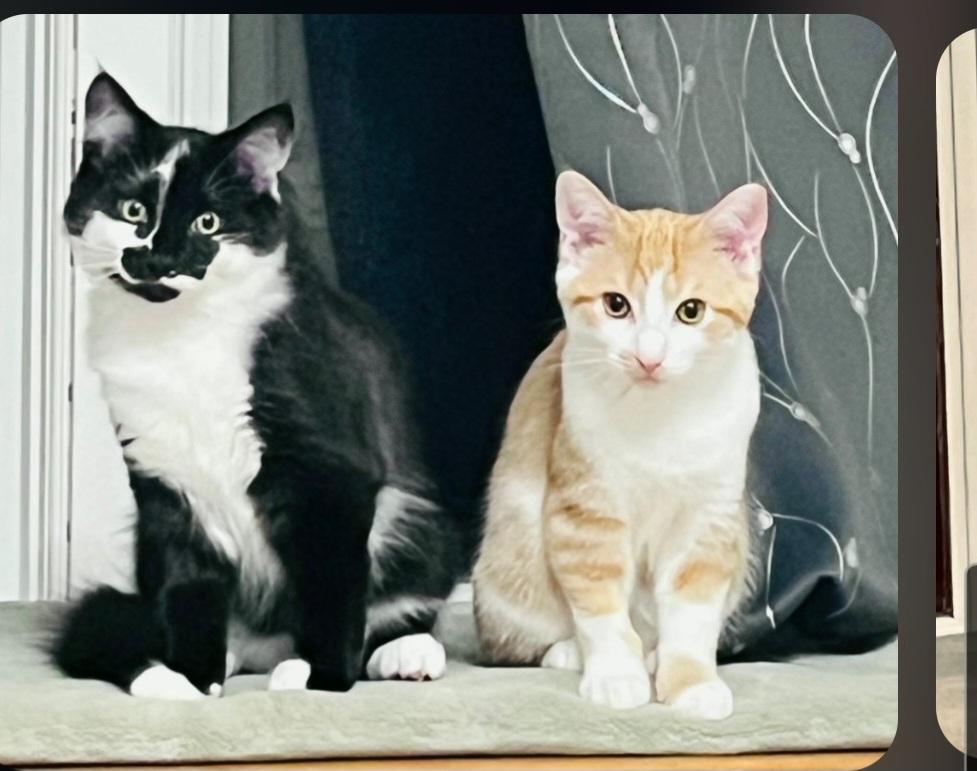 Enlarge Snickers & Junior Mint, a Adoptable Tabby in Brighton, MI image 3/6