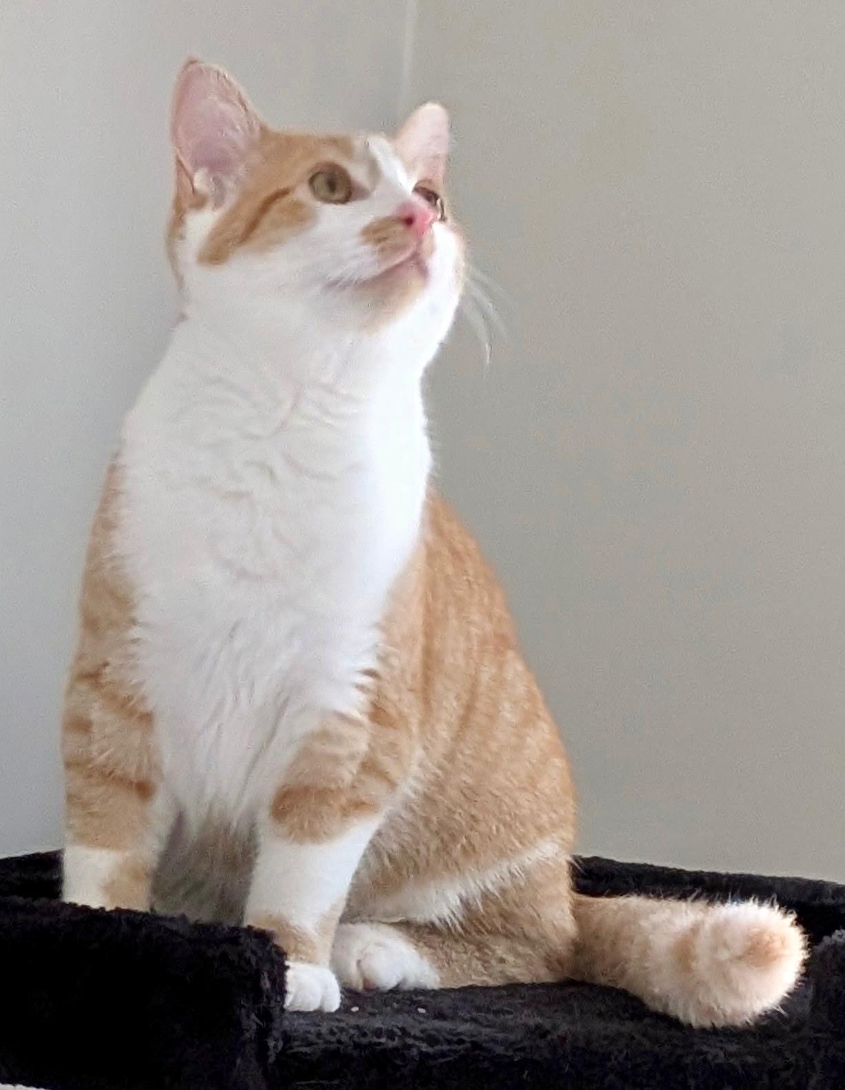 Enlarge Snickers & Junior Mint, a Adoptable Tabby in Brighton, MI image 5/6