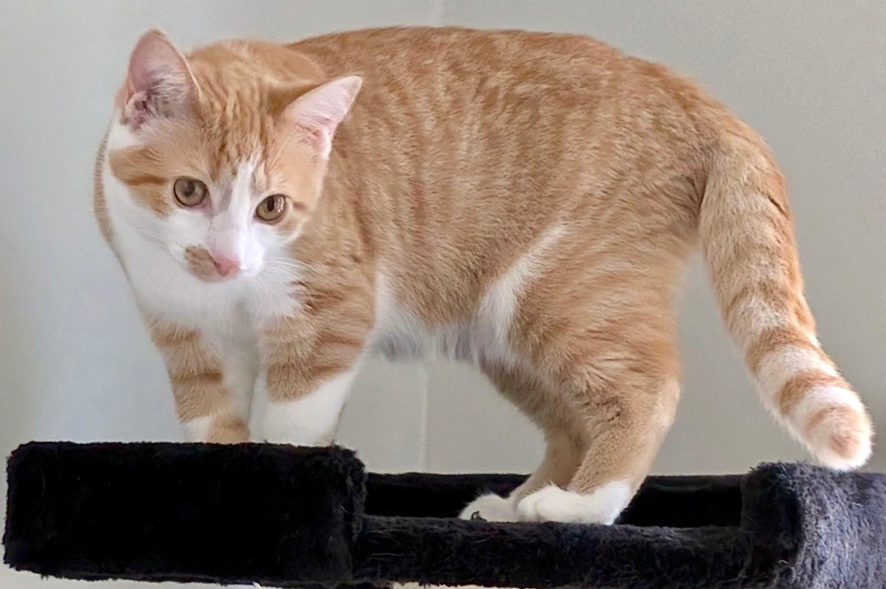 Enlarge Snickers & Junior Mint, a Adoptable Tabby in Brighton, MI image 6/6