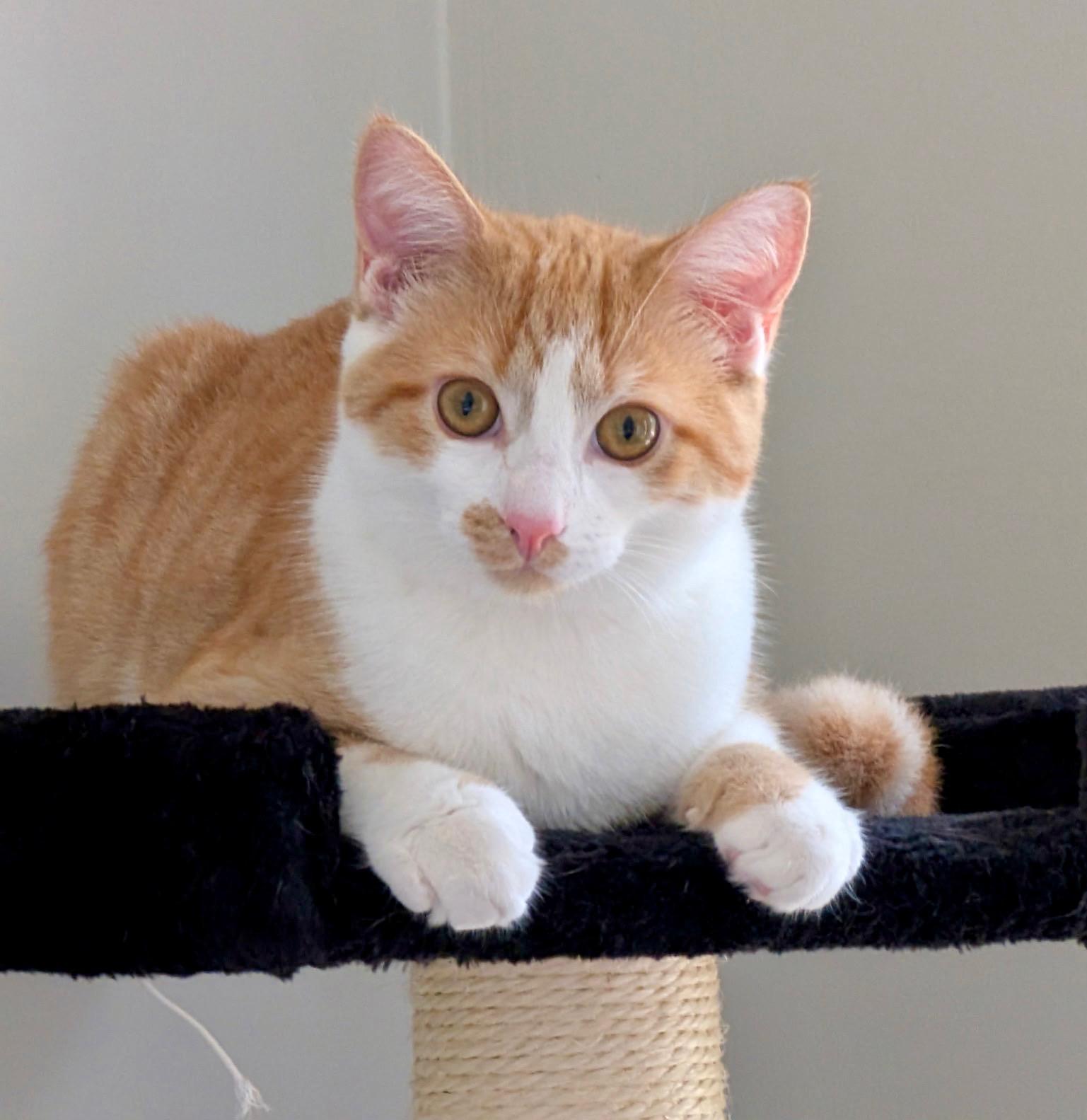 Enlarge Snickers & Junior Mint, a Adoptable Tabby in Brighton, MI image 2/6