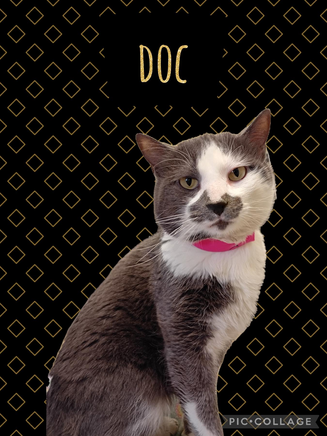 Enlarge Doc, an adoptable Domestic Short Hair in Muncie, IN image 1/1