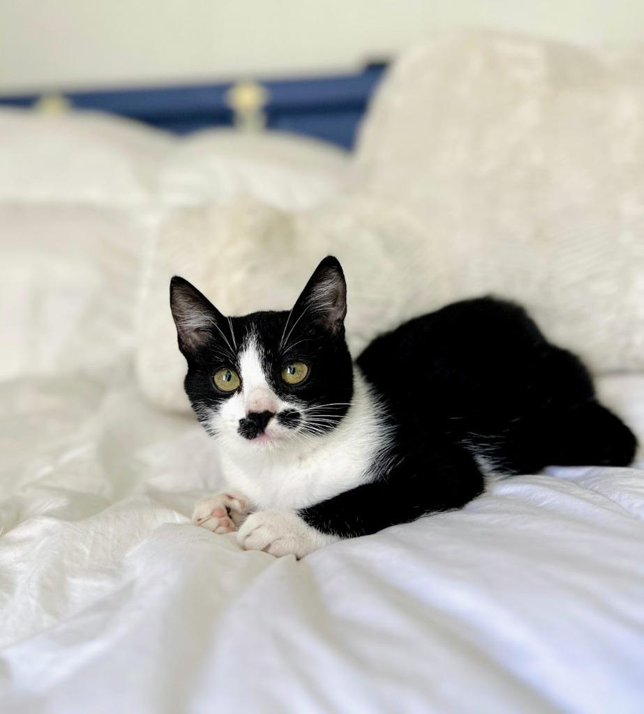 Maisy, Adoptable, Young Female Domestic Short Hair.