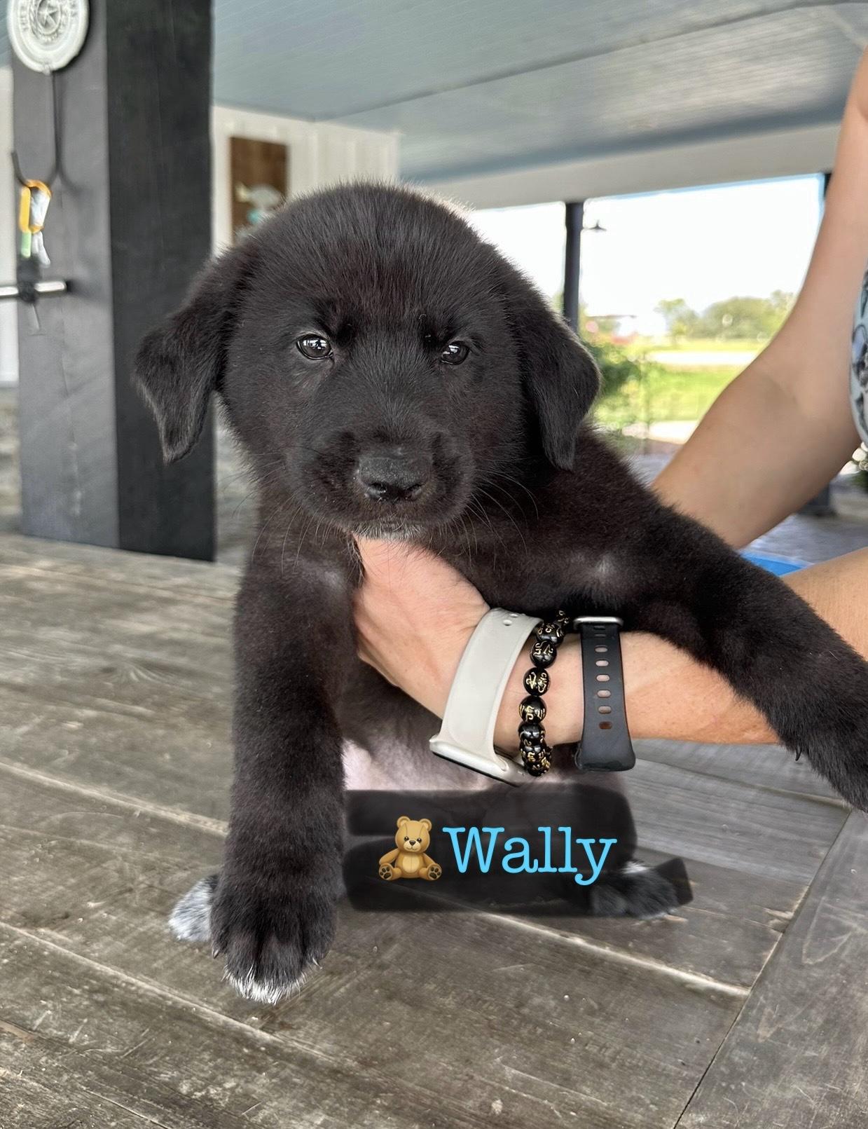 Wally