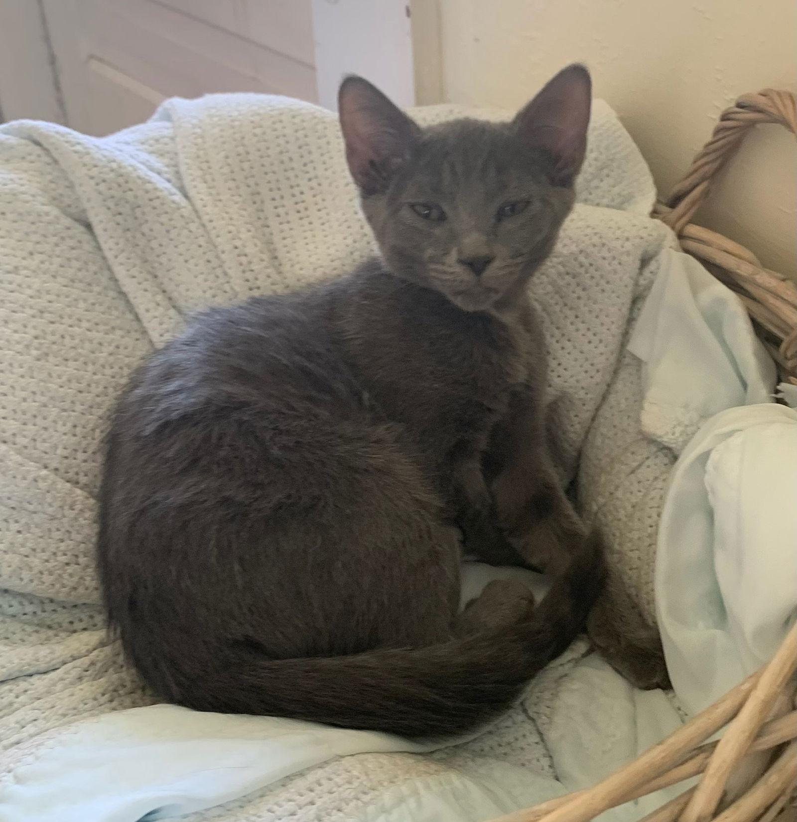 Enlarge Smitten, a Adoptable Domestic Short Hair in Greenville, IL image 1/1