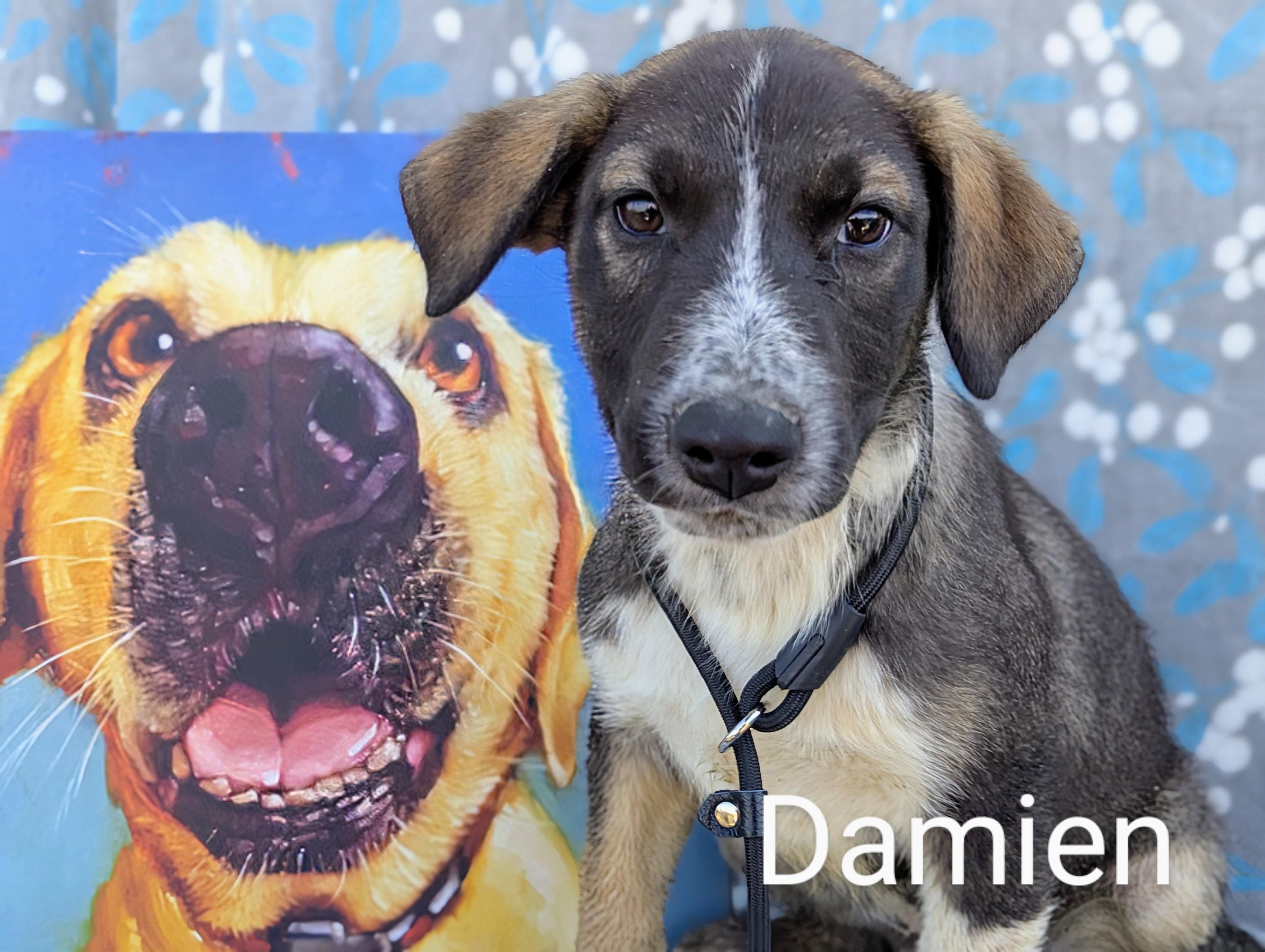 Adopt Damien