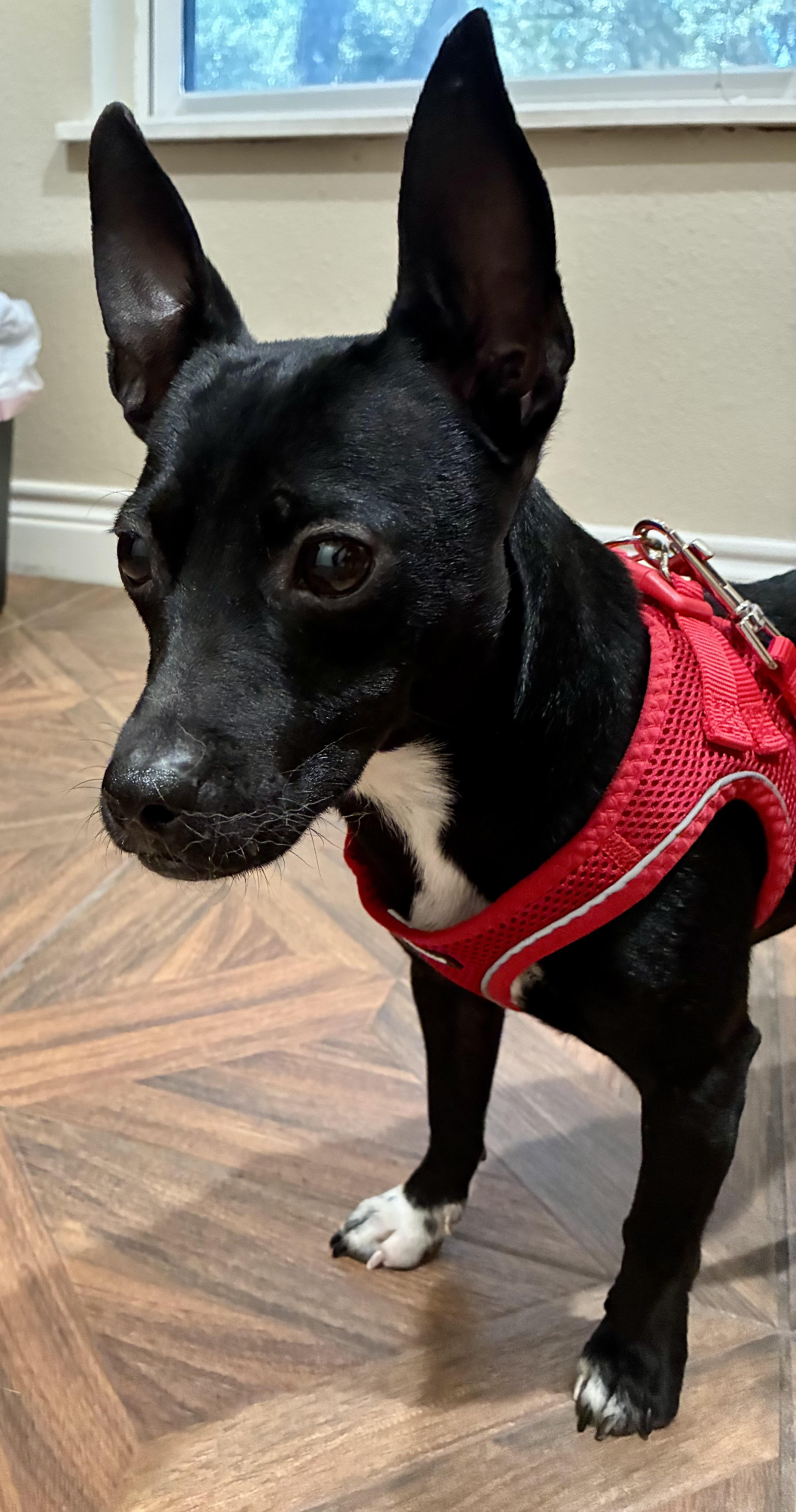 Pez, Adoptable, Young Male Chiweenie.