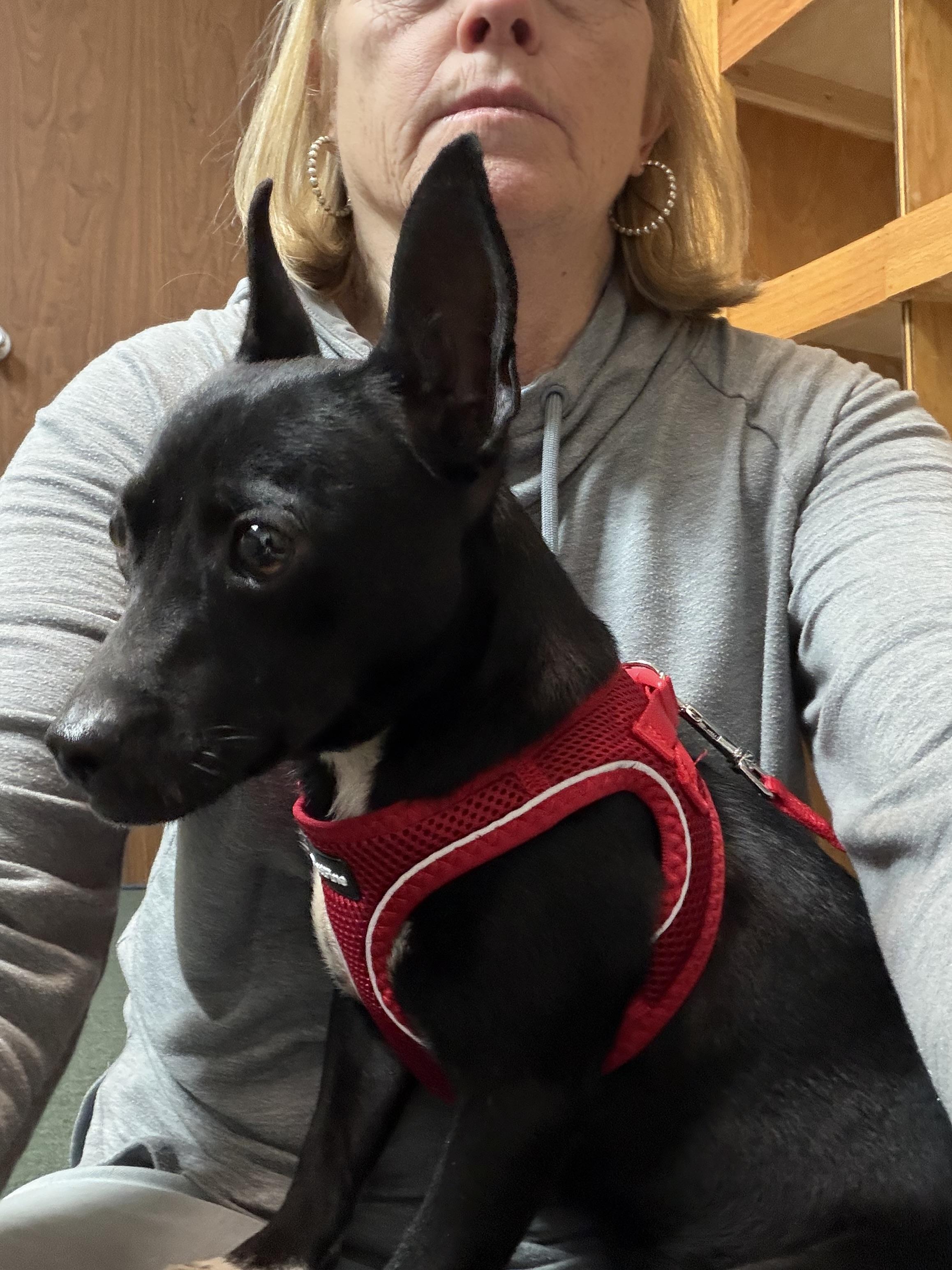 Enlarge Pez, a Adoptable mixed breed in Seattle, WA image 4/4