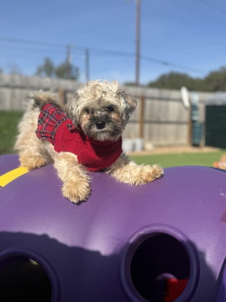 Frankie, Adoptable, Young Female Shih Tzu.