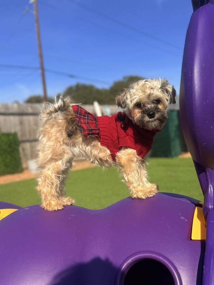 Frankie, a Adoptable mixed breed in Denver, CO image 2/4