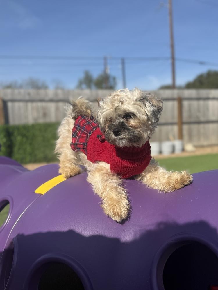 Frankie, a Adoptable mixed breed in Denver, CO image 3/4