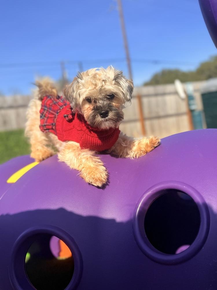 Frankie, a Adoptable mixed breed in Denver, CO image 4/4