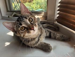 Fern, Adoptable, Kitten Female Domestic Short Hair.